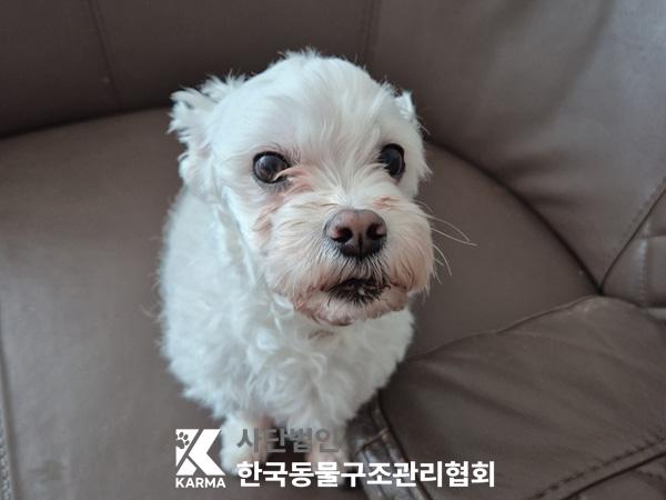 종료(반환) 믹스견…